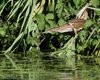 Tarabusino_Rosolina_6_8_2016_++++2849sf