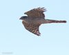 Sparviere_volo_Coussouls_De_Crau_20_6_2016_++++^6212sf