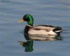Germano_reale_Casier_18_2_2007_1388sf