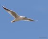 Gabbiano_roseo_volo_Camargue_Francia_21_6_2016_++++^2098sf
