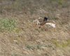 Gallina_prataiola_volo_Coussouls_de_Crau_19_6_2016_+++^5270sf