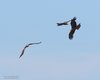 Nibbio_bruno_volo_Coussouls_De_Crau_20_6_2016_++++6525sf