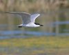 Sterna_zampenere_volo_Camargue_Francia_21_6_2016_++++^3216sf