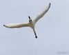 Spatola_volo_Camargue_Francia_21_6_2016_++++^1289sf
