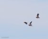 Grandule_volo_Caussols_De_Crau_20_6_2016_++^6489sf