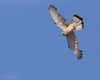 Grillaio_volo_Caussouls_De_Crau_Francia_20_6_2016_++++^7295sf