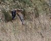Occhione_volo_Coussouls_de_Crau_19_6_2016_+++^4677sf