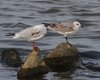 Gabbiano_corallino_Gabbiano_comune_Sacca_Scardovari_17_9_2014_++++1629sf