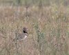 Gallina_prataiola_Coussouls_de_Crau_Francia_21_6_2016_++++9411sf