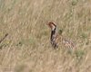 Pernice_rossa_Coussouls_de_Crau_19_6_2016_++++5756sf