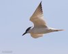 Sterna_zampenere_volo_Delta_del_Po_6_8_2016_+++++4224sf