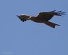Nibbio_bruno_volo_Camargue_Francia_21_6_2016_+++++3432sf