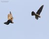 Falco_pellegrino_scaramuccia_volo_Treponti_26_3_2016_++++4660sf