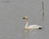 Cigno_minore_Isola_Cona_2_4_2016_++++0678sf