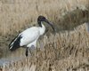 Ibis_sacro_Delta_del_Po_12_3_2016_+++++0011sf
