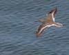 Piro_piro_piccolo_volo_Ventotene_24_4_2016_+++^3224sf