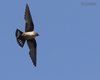 Rondine_montana_volo_Val_Martello_9_7_2015_++++5207sf