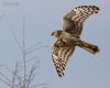 Albanella_reale_volo_Val_Paliaga_29_3_2016_++++^6642sf