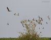 Falco_di_palude_volo_Mestolone_Alzavola_Cavaliere_Val_Paliaga_29_3_2016_++++7146sf