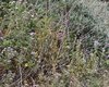 Rondine_rossiccia_volo_habitat_Ventotene_26_4_2016_++^0790sf