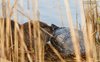 Nutria_Tartaruga_Parco_San_Giuliano_5_4_2016_++++^1865sf