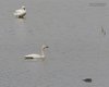 Cigno_minore_Cigno_reale_Isola_Cona_2_4_2016_++++0845sf