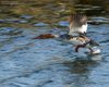 Smergo_minore_volo_Sacca_Scardovari_12_3_2016_++++0865sf