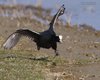 Folaga_Valle_Paliaga_18_3_2016_++++^1593sf