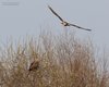 Falco_di_palude_volo_Poiana_Val_Paliaga_29_3_2016_++++6899sf