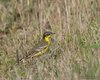 Cutrettola_Val_Paliaga_12_4_2016_++++7232sf