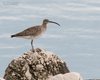 Chiurlo_piccolo_Sacca_Scardovari_9_4_2016_++++3304sf
