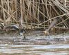 Voltolino_schiribilla_Parco_San_Giuliano_31_3_2016_+++^8184sf