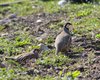 Pernice_rossa_Brussa_19_3_2016_+++++2636sf