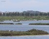 Fenicottero_Valle_Paleazza_nidi_14_5_2016_+++8260sf