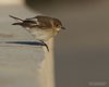 Balia_nera_Ventotene_25_4_2016_++++^8201sf