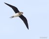 Pernice_di_mare_orientale_volo_Boccasette_8_5_2016_++++5499sf