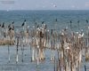 Cormorano_Gabbiano_comune_Airone_cenerino_Punta_Gro_12_8_2015_++++4493sf