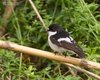 Balia_nera_Ventotene_24_4_2016_+++++3702sf