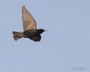 Storno_volo_Favaro_16_5_2016_++++8858sf