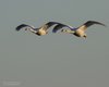 Cigno_reale_volo_Seno_Tessera_19_9_2015_++++^2268sf