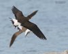 Pernice_di_mare_orientale_volo_Boccasette_8_5_2016_++++6312SF