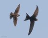 Topino_Rondone_comune_volo_2015_2016sf