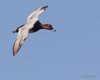 Moriglione_volo_Boccasette_28_5_2016_++++^0211sf