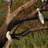 Ibis_sacro_Garzetta_Airone_guardabuoi_Vallesina_20_8_2015_0225sf1600_