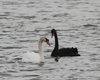 Cigno_nero_Cigno_reale_San_Giuliano_13_3_2013_2229sf