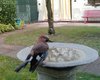 Ghiandaia_mandibola_rotta_Favaro_16_10_2016_0695sf