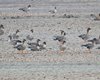 Oca_granaiola_Texel_Olanda_10_2_2015_1303sf