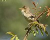 Canapino_comune_Marghera_1_6_2010_5184sf