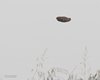 Civetta_volo_Rosolina_30_5_2010_4472sf