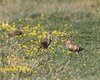 Upupa_Storno_Vallesina_18_7_2012_5073sf